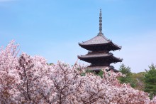 京都世界文化遺産：仁和寺