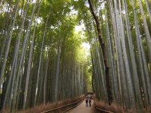 竹林