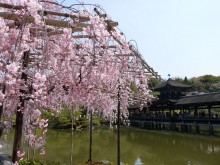 ４月の京都観光：平安神宮