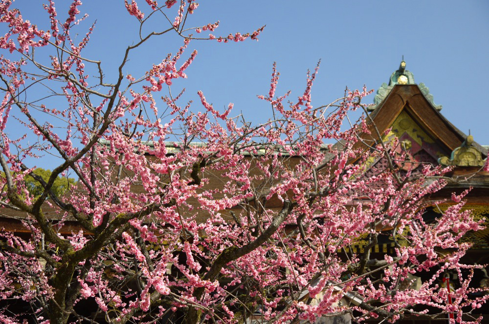 春 桜おすすめスポット 聖京都観光タクシー 聖京都観光タクシー