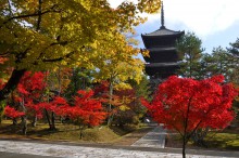 京都世界文化遺産：仁和寺