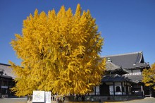 京都世界文化遺産：西本願寺